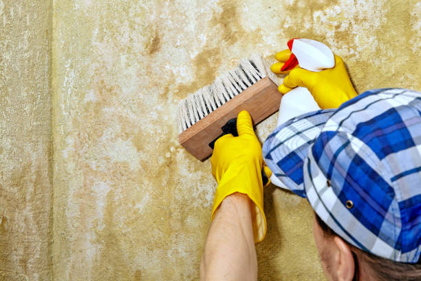 Best Residential Mold Inspection & Testing  in West Miami, FL