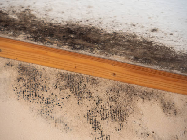 Best Mold Documentation for Insurance Claims  in West Miami, FL