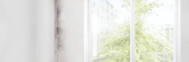 Best Biohazard Mold Removal  in West Miami, FL