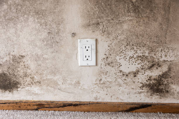 Best Emergency Mold Remediation  in West Miami, FL